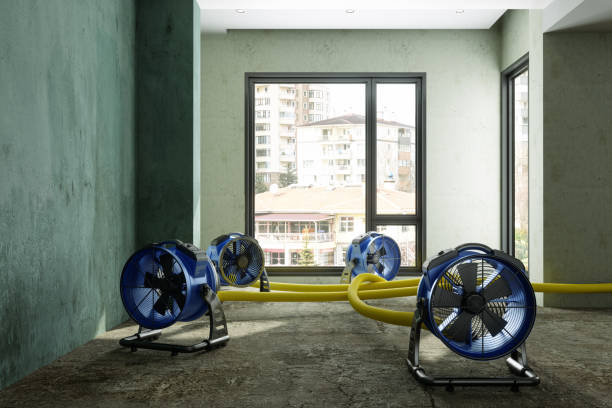 Best Basement water damage restoration  in The Homesteads, TX